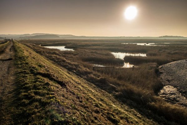 Norfolk reed beds on a winter afternoon